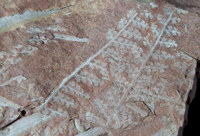 Sphenopteris sp. STERNBERG 1825 - Bild © FossNet FossilienStore